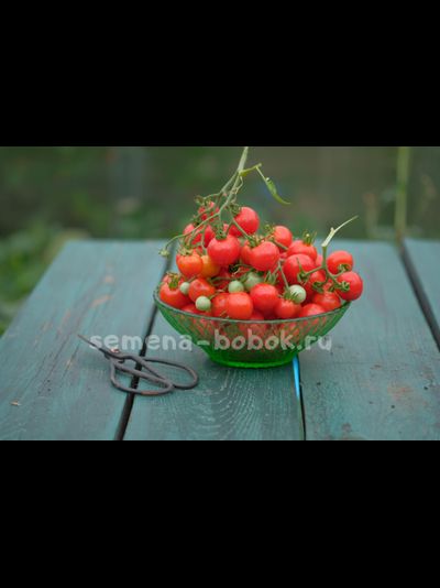 Томат Berry Carpet (Ягодный ковер), 10 шт