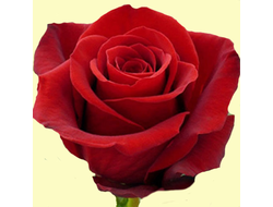 Роза Эквадор Красная