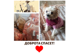 05.11 мы передали наши с вами подарки подопечным куратора Анны Агапитовой. За период с 10.10 по 5.11 сумма по благотворительным купонам составила 2618 руб. Всем, кто принимает участие в акции, от сободеток большое спасибо!