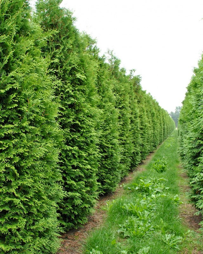 Туя западная Brabant,   0,5 л