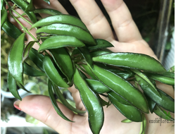 Hoya sp. (EPC-319, PG-04, very small leaves, mini wayetii)