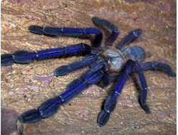 Cyriopagopus sp. Blue, или Lampropelma violaceopes