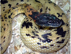 Королевский диадемовый полоз (Spalerosophis articeps)