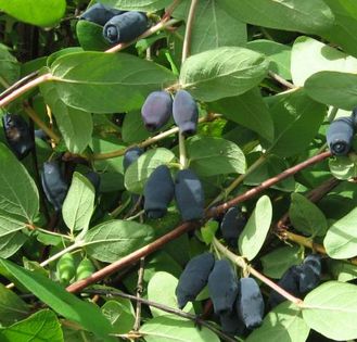 Жимолость Герда, 60-80