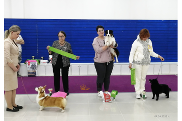 Аля - лучший юниор выставки среди всех пород - 2!