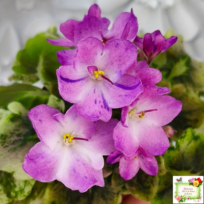 АВ-Почемучка (Фиалковод) 2020 г. (гёрл-листья с кроновой пестролистностью)