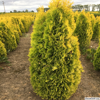 Туя Голд Смарагд - Gold Smaragd