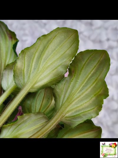 LV-Звезда в Ночи (Л. Шевелева) 2025 г. трейлер (клакамасный лонг)