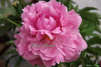 Paeonia The Fawn