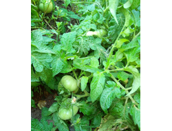 томат Гном Фероковай (Dwarf Wherokowhai)