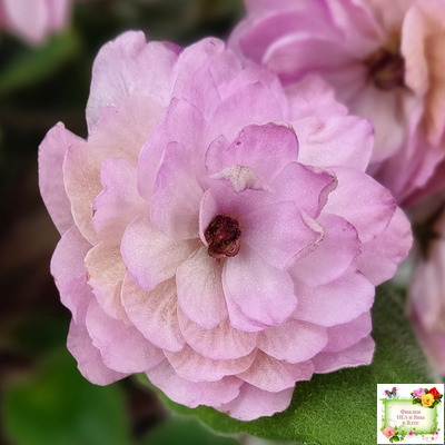 Lituanika (Būtienė) трейлер