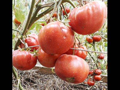 Томат Дакоста португальская (DaCosta's Portuguese)