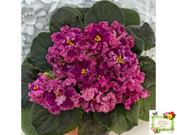 ЛФ-Дарья (Л.Федосеева) 2017 г.