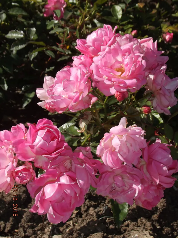 Харьковчанка (полиантовая). Селекция НБС