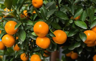 Мандарин красный (Citrus reticulata) Сицилия, цедра (5 мл) - 100% натуральное эфирное масло