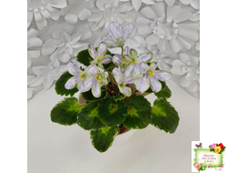 ЛЕ-Лунный Жемчуг (Е. Лебецкая) 2020 г. (детка)