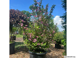 Вейгелла Розеа - Weigela Rosea