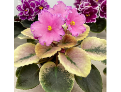 140) АВ- Париж 21г, ( полумии)