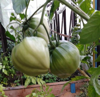 Семена томата Желтое Озеро Брет