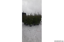 Туя Брабант зимнее фото Красовский-Сад.рф