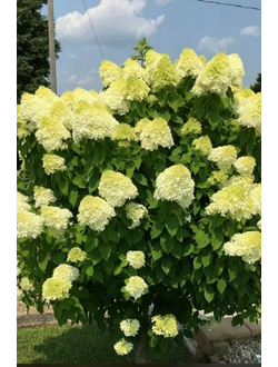 Гортензия метельчатая Little Lime