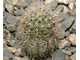 Echinopsis hybrid ‘Impulse’ x ‘Nocturne’ (D=15-20mm, H=30mm)