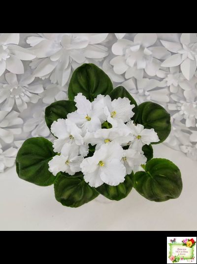 OS-Джунгарик (С.Осипова) (клакамас с кроновой пестролистностью)