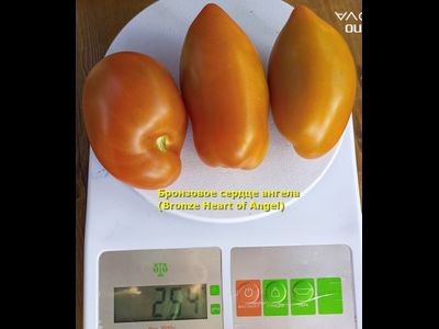 Томат Бронзовое сердце ангела (Bronze heart of Angel)