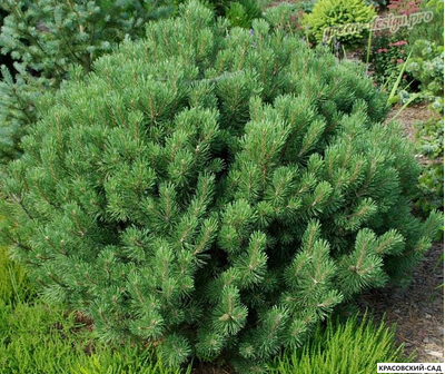 Сосна горная Гном Финдлинг - Gnom Findling