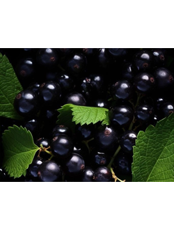 Sauvignone 100 (Takasago)