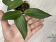 13/12/2024 hoya sp. Philippines