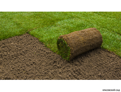 Рулонный газон Промышленный