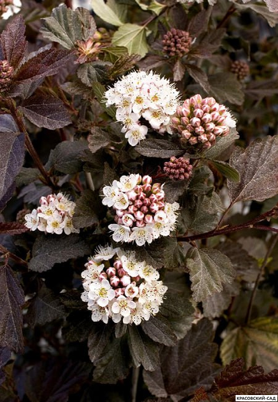 Пузыреплодник калинолистный Дьябло купить в красовский-сад.рф в Москве