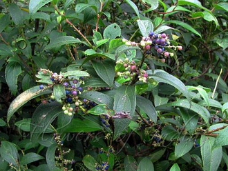 Гаультерия пахучая (Gaultheria fragrantissima) 10 мл - 100% натуральное эфирное масло