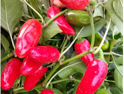 Перец острый Халапеньо ранний (Jalapeno Early)