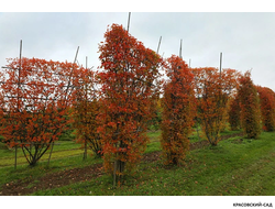 Топиар клён Гиннала в форме шпалеры