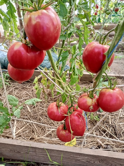 Томат Шурики