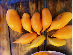 Томат Буратино золотой