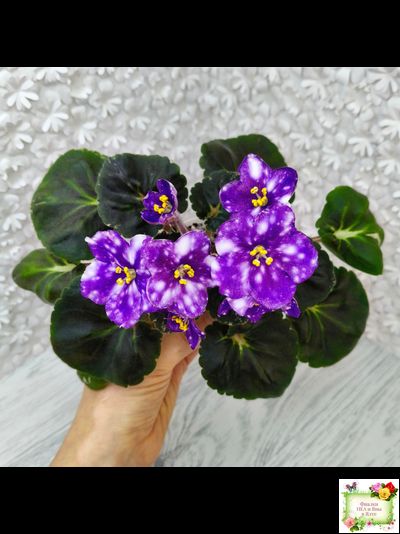 Rivermist Zephyr (J.Baker)