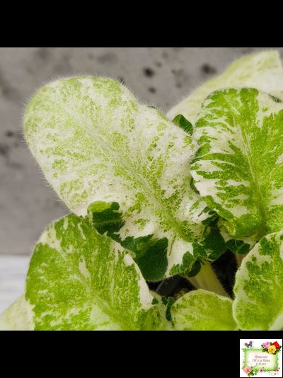 КНН-Крокус химерный спорт по листу