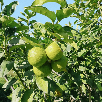 Бергамот (Citrus bergamia) Италия, 5 мл - 100% натуральное эфирное масло