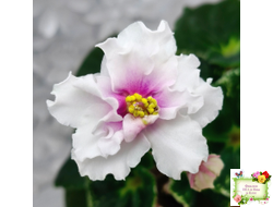 Р-В Стране Чудес (В.Зуб) 2023 г.