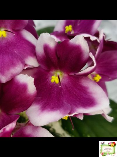 KZ-Источник Вдохновения (И. Заикина) 2023 г. (стартер сорт)