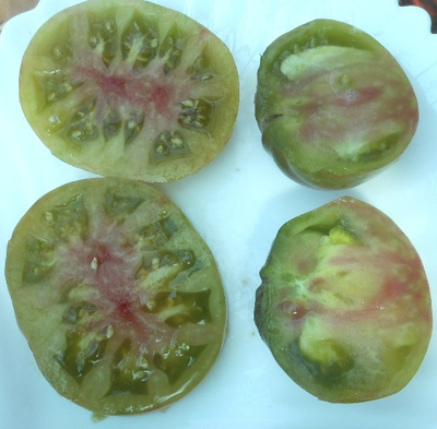 Томат Харвард сквер (Harvard Square)