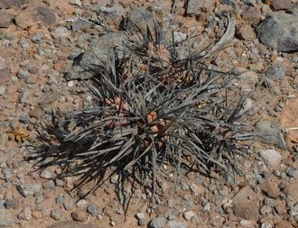 Tephrocactus articulatus VG-1852 - 5 семян