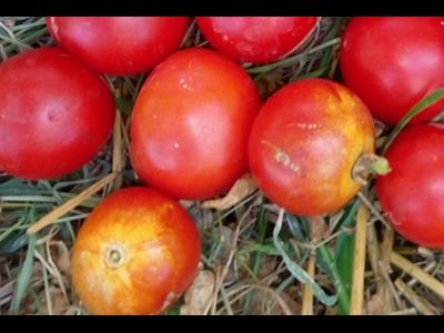 Томат Splash of kream (Irish cream) Ирландия