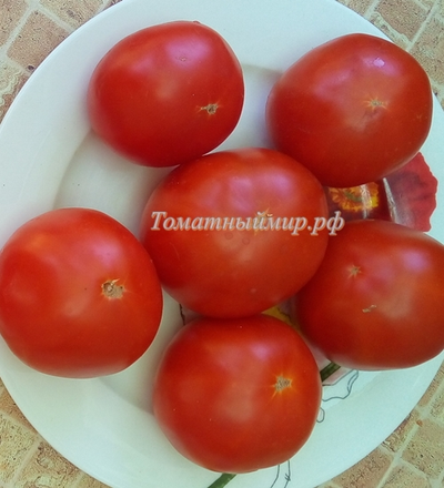 Томат Сент-Пьер (Saint Pierre), Франция