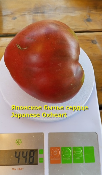 Томат Японское бычье сердце (Japanese Oxheart)