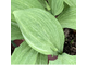Allium ochotense &#039;Chiri Fu&#039;