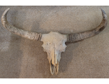 Шерстистый бизон, Bison priscus, первобытный, вымерший, огромный череп, большие рога, зубр, скелет